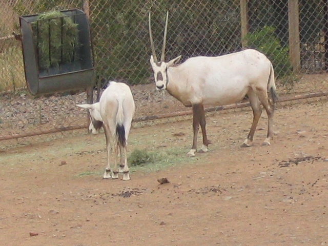 618x457 pixels (189K)